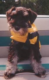 Me on my boat in the horrid yellow vest. Don't I look like a bumblebee?