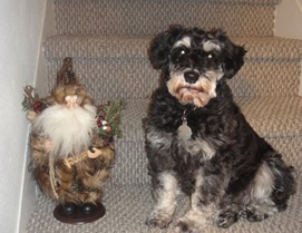 Mom says her grandma's stairs were the most photographed in the world because that's where she had so many pictures taken. I think that must be why she poses me on our stairs. That's Father Christmas next to me. Later, I chewed him up.
