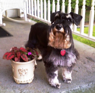 Mommy planted flowers in pots and made the porch pretty.
