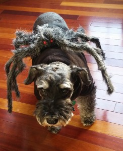 Spider Dog? More like attacked by a spider!