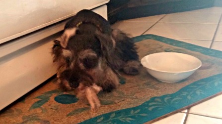 Xena eating chicken foot